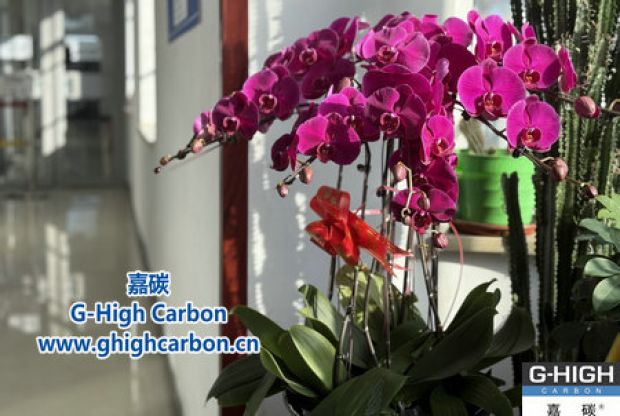 蝴蝶蘭綻活力，政企情暖新春